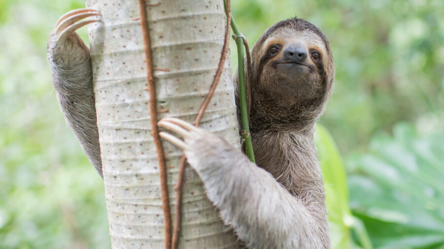 A wild male three-fingered sloth climbs a tree in Manuel Antonio, Costa Rica. Credit: Sam Trull