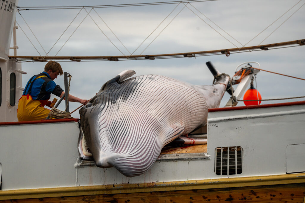 Animal welfare advocates say there is no humane way to conduct whaling. At least one out of five whales does not die instantly after being struck by a grenade-tipped harpoon. Credit: Endangered Species Protection Agency
