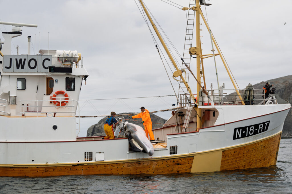 Norway Reopens Annual Whale Hunt Despite Pressure to End Commercial Whaling