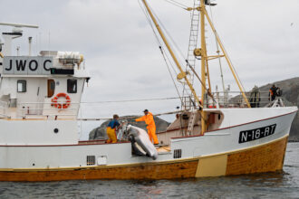 On April 1, Norway reopened its annual commercial whaling season. It is one of three countries, including Japan and Iceland, that still kill whales for profit. Credit: WDC/ESPA Hunt Monitoring 2025