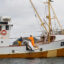 On April 1, Norway reopened its annual commercial whaling season. It is one of three countries, including Japan and Iceland, that still kill whales for profit. Credit: WDC/ESPA Hunt Monitoring 2025