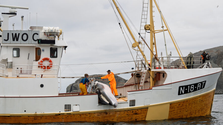 On April 1, Norway reopened its annual commercial whaling season. It is one of three countries, including Japan and Iceland, that still kill whales for profit. Credit: WDC/ESPA Hunt Monitoring 2025