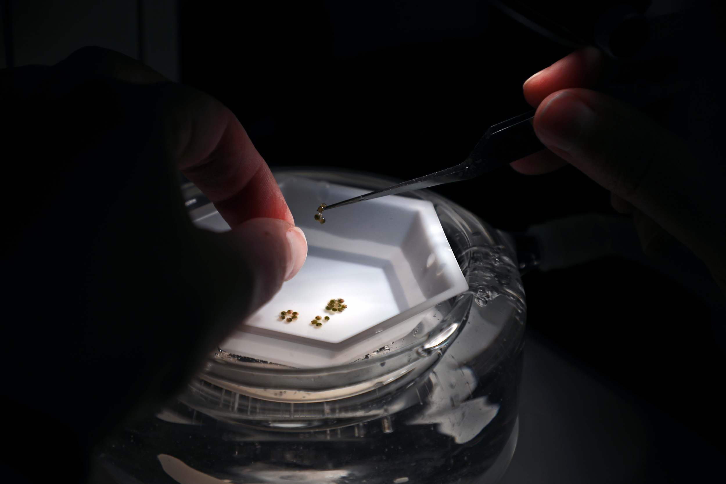 Postdoctoral Research Associate Brittany Jellison counts and photographs lobster eggs and larvae at the Virginia Institute of Marine Science’s Seawater Research Lab. Credit: Aileen Devlin/Virginia Sea Grant