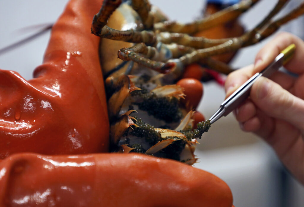 Researchers remove egg samples from a female lobster at the Virginia Institute of Marine Science to see how eggs and larvae respond to ocean acidification and warmer waters. Credit: Aileen Devlin/Virginia Sea Grant