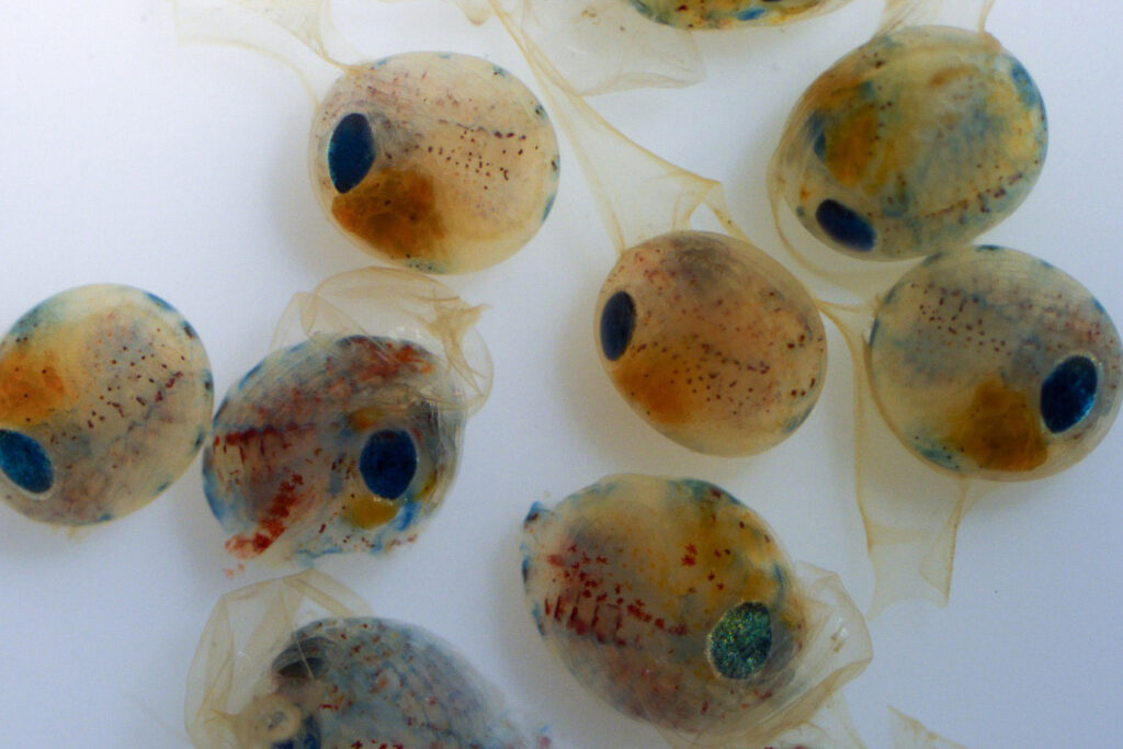 Researchers photograph lobster egg and larvae seen under the microscope at the Virginia Institute of Marine Science. Credit: Abigail Sisti/Virginia Institute of Marine Science