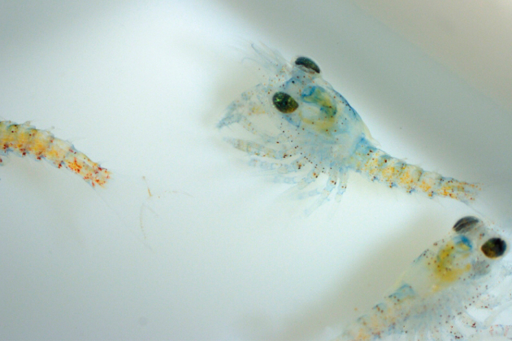 Researchers photograph lobster egg and larvae seen under the microscope at the Virginia Institute of Marine Science. Credit: Abigail Sisti/Virginia Institute of Marine Science