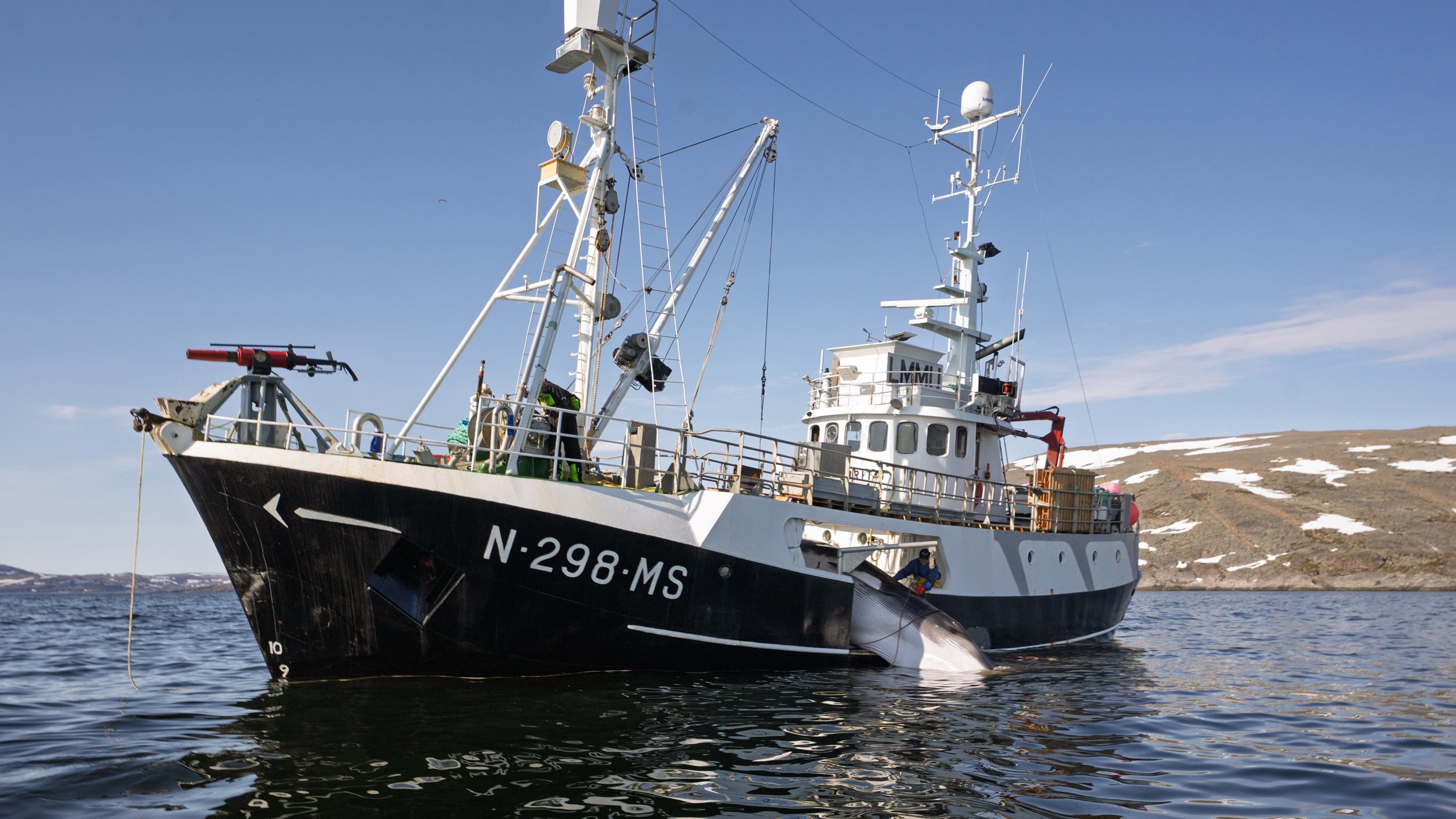 There is very little demand for whale meat in Norway. Much of the meat is exported to Japan or falsely marketed to tourists as a Norwegian delicacy. Some of the meat is sold as dog food. Credit: WDC/ESPA Hunt Monitoring 2025