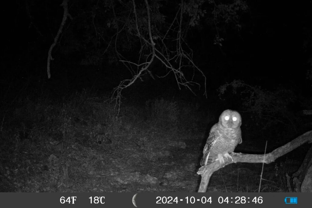 A Mexican spotted owl is seen on a trail cam set up near the Copper Creek project area. Credit: Lower San Pedro Watershed Alliance