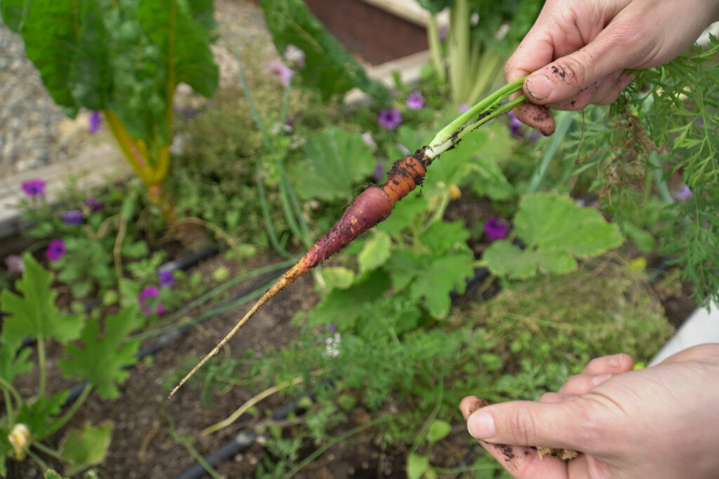 Margie Padilla tours her garden on April 16, where she holds a carrot that she thinks hasn’t grown well due to drier temperatures in the Imperial Valley. Credit: Steven Rodas/Inside Climate News