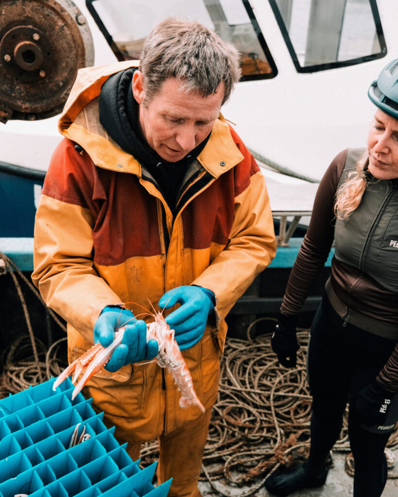 Bally Philp’s langoustine must be kept alive and unstressed until reaching the market. Credit: Courtesy of Bally Philp/Scottish Creel Fishermen’s Federation