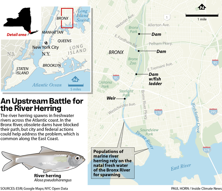 Dam Useless: Barriers Prevent a Migratory Fish from Reproducing