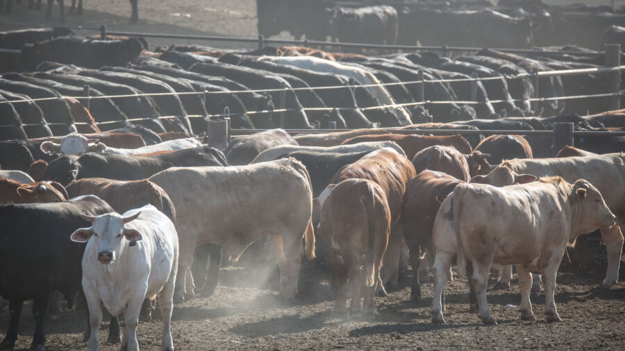 The Harris Cattle Ranch feedlot, located along Interstate 5, is the largest producer of beef in California and can produce 150 million pounds of beef a year. Nearly 100,000 head of cattle are spread over 800 acres at this former family-run cattle company, now owned by the Central Valley Meat Company based in Hanford, CA. Credit: George Rose/Getty Images