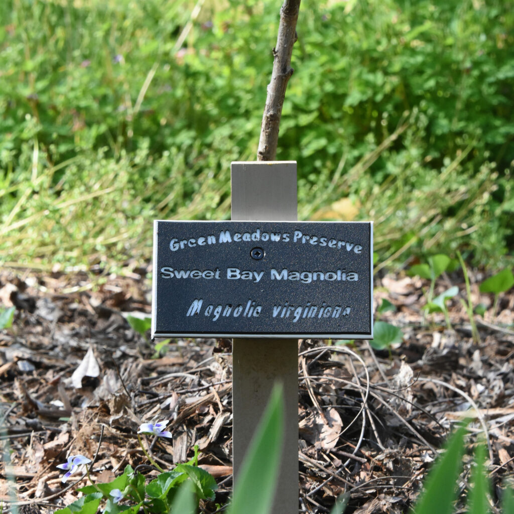 A sweetbay magnolia sapling at Tony Harris’ Cherokee Garden. Credit: Ryan Krugman/Inside Climate News