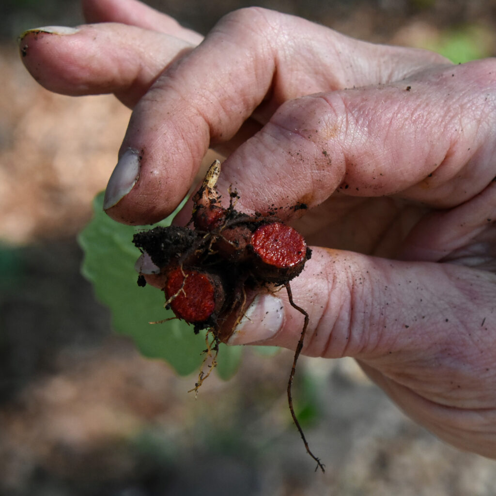 Harris holds up a bloodroot, which is used as dye by the Cherokee. Credit: Ryan Krugman/Inside Climate News