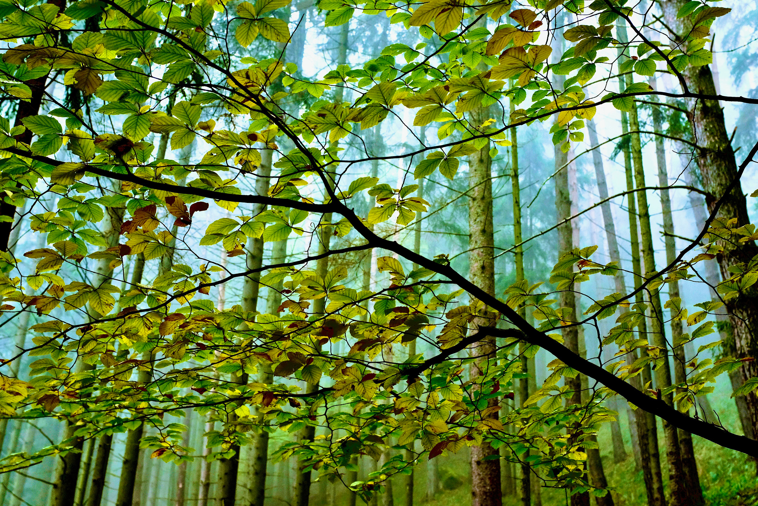 Lush beech forests in Europe cool and shade the ground and promote biodiversity, but the trees face fundamental climate thresholds they may not be able to cope with. Credit: Bob Berwyn/Inside Climate News