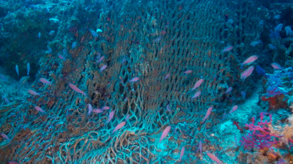 A shoal of swallowtail sea perch swims around a net lost on the Fort d’en Moreu coral reef off the Balearic Islands of Spain. Credit: Oceana