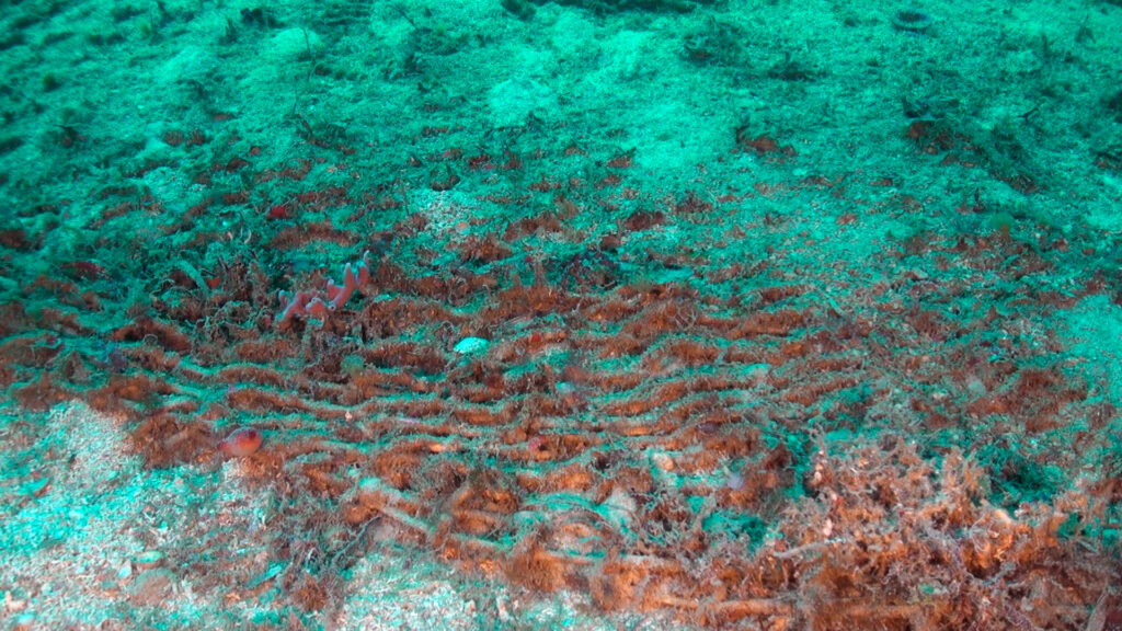 Trawling gear reclaimed by the Spanish seabed. Credit: Oceana