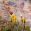 Forest Service Firefighters perform a prescribed burn at Letts Lake near Stonyford, Calif., in the Mendocino National Forest on March 5, 2025. Credit: Susan Knight-Ashley/USDA Forest Service
