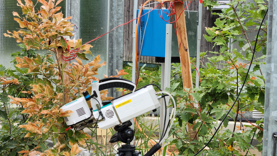 Special cameras helped scientists pinpoint when a combination of heat and drought conditions cause changes in individual oak leaves. Credit: Alyssa Kullberg