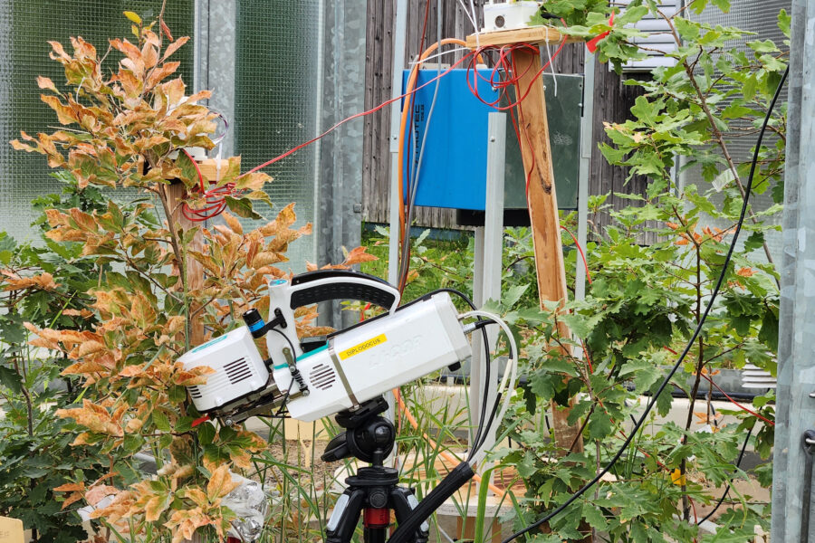 Special cameras helped scientists pinpoint when a combination of heat and drought conditions cause changes in individual oak leaves. Credit: Alyssa Kullberg