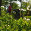 Another early spring this year brings more evidence that climate change is making pollen season longer and more miserable. Credit: RJ Sangosti/The Denver Post