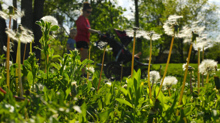 Another early spring this year brings more evidence that climate change is making pollen season longer and more miserable. Credit: RJ Sangosti/The Denver Post