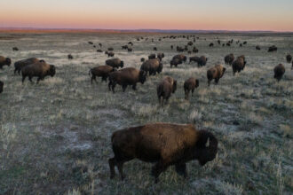 A bison herd roams the American Prairie at sunset. Credit: Amy Toensing/Getty Images