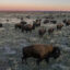 A bison herd roams the American Prairie at sunset. Credit: Amy Toensing/Getty Images