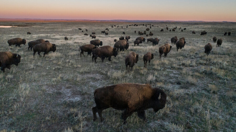 A bison herd roams the American Prairie at sunset. Credit: Amy Toensing/Getty Images