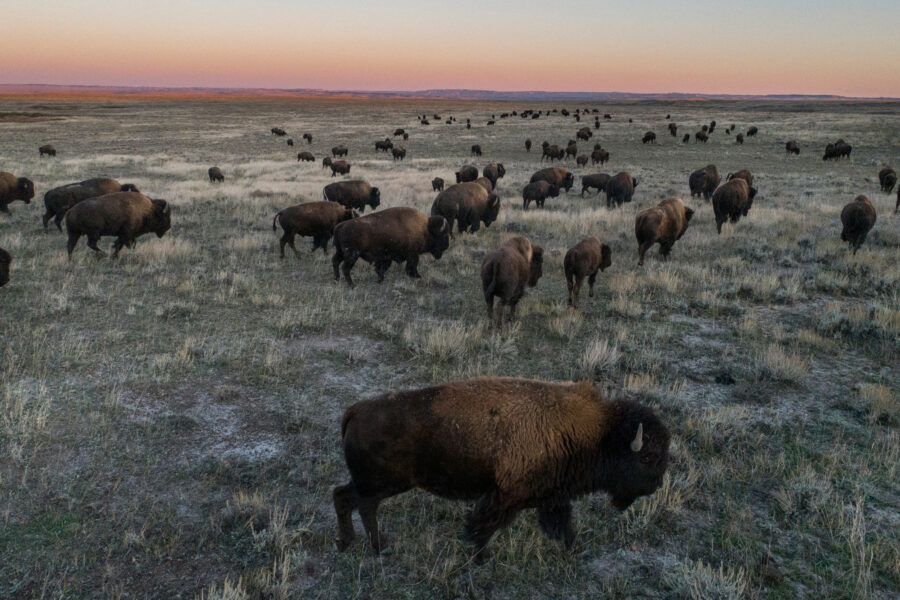 A bison herd roams the American Prairie roams at sunset. Credit: Amy Toensing/Getty Images