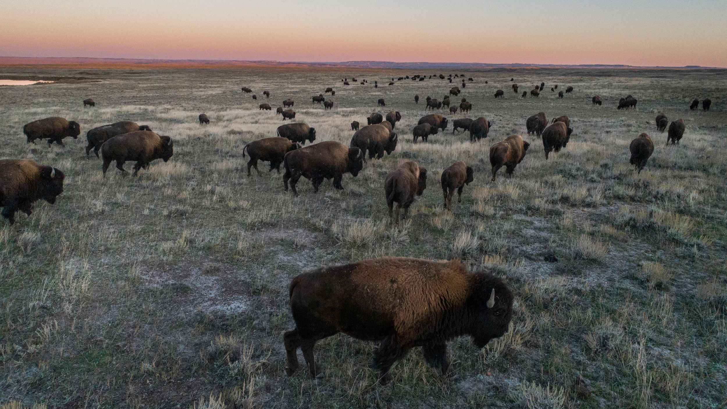 Trump Administration Targets Bison on Federal Grazing Lands
