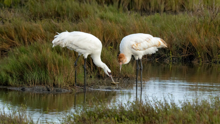 Pat Parenteau worked to secure protections for the whooping crane when the “God Squad” first met 50 years ago. Credit: Jon G. Fuller/Universal Images Group via Getty Images