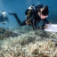 Researchers survey bleached corals around Koh Tao island in the southern Thai province of Surat Thani on June 14, 2024. Credit: Lillian Suwanrumpha/AFP via Getty Images