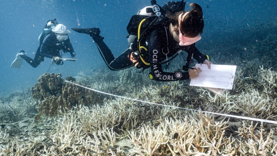 Researchers survey bleached corals around Koh Tao island in the southern Thai province of Surat Thani on June 14, 2024. Credit: Lillian Suwanrumpha/AFP via Getty Images