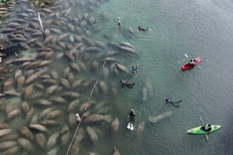 Florida manatees gather at a refuge on Jan. 21 in Crystal Springs, Fla. Credit: Bruce Bennett/Getty Images