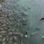 Florida manatees gather at a refuge on Jan. 21 in Crystal Springs, Fla. Credit: Bruce Bennett/Getty Images