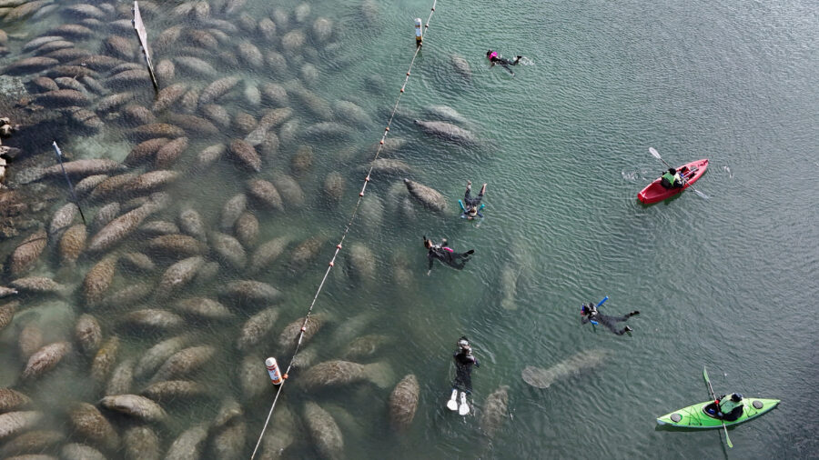 Florida manatees gather at a refuge on Jan. 21 in Crystal Springs, Fla. Credit: Bruce Bennett/Getty Images