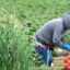 A farmworker harvests strawberries in a field on March 31 near Oxnard, Calif. Credit: Mario Tama/Getty Images