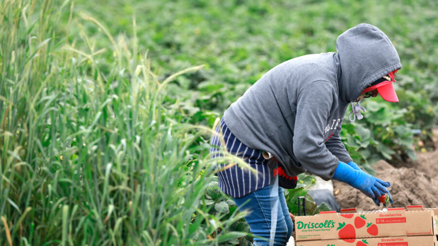 A farmworker harvests strawberries in a field on March 31 near Oxnard, Calif. Credit: Mario Tama/Getty Images