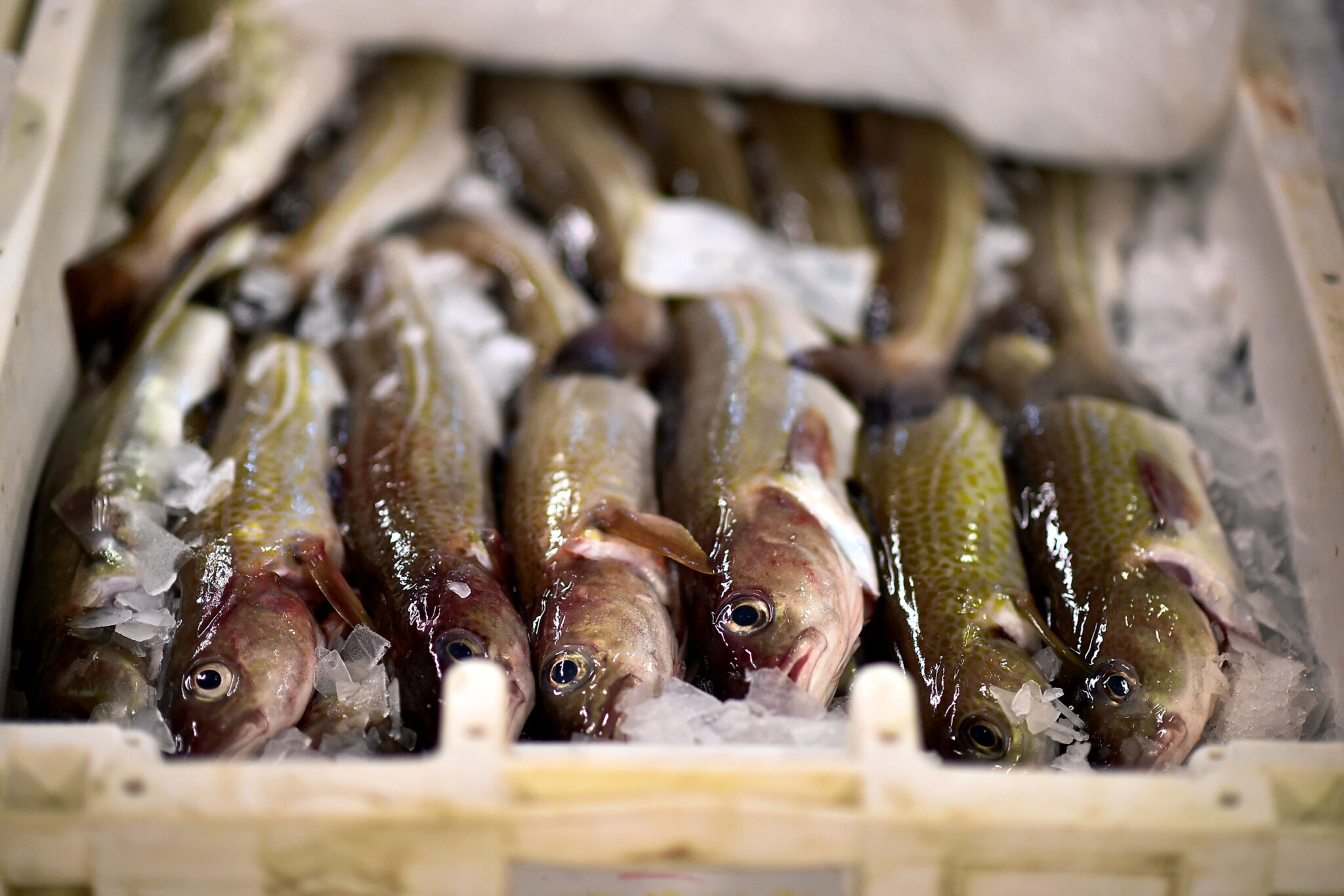 Britain’s Most Iconic Fish Nears Breaking Point - Inside Climate News