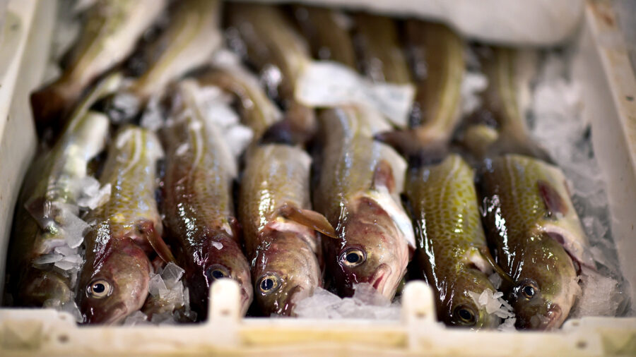 U.K. consumers have been warned to “completely avoid” all home-caught cod, a staple of the nation’s fish and chip shop industry. Credit: Jeff J. Mitchell/Getty Images