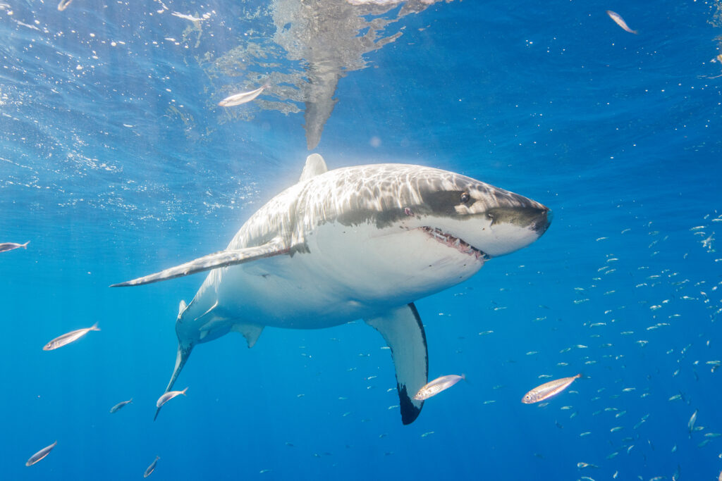 Great White Sharks Are Overheating