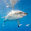 A great white shark is seen off the coast of Mexico’s Guadalupe Island. Credit: Dave J Hogan/Getty Images