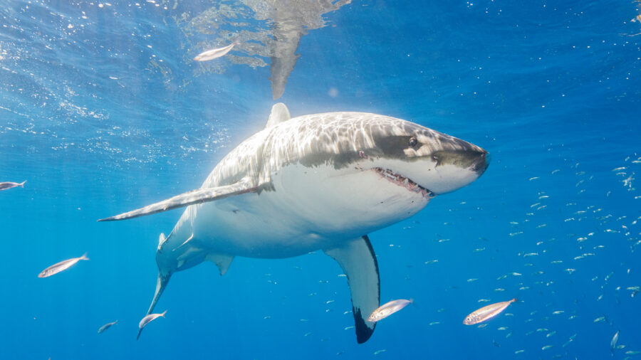 A great white shark is seen off the coast of Mexico’s Guadalupe Island. Credit: Dave J Hogan/Getty Images