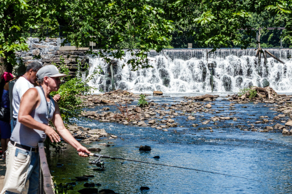 photo of Dam Useless: Barriers Prevent a Migratory Fish from Reproducing image