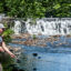 Dams along the Bronx River block the river herring’s path to its preferred spawning location, contributing to the fish’s population decline. Credit: Jeffrey Greenberg/Universal Images Group via Getty Images