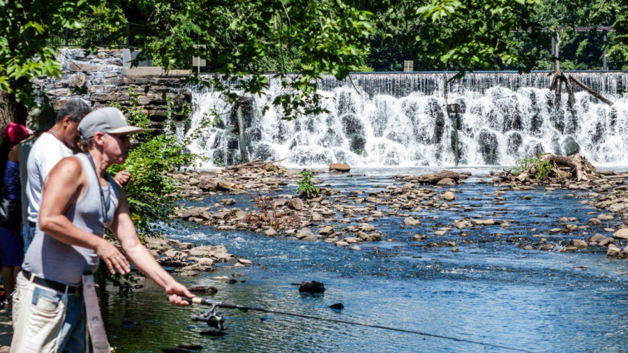 Dams along the Bronx River block the river herring’s path to its preferred spawning location, contributing to the fish’s population decline. Credit: Jeffrey Greenberg/Universal Images Group via Getty Images