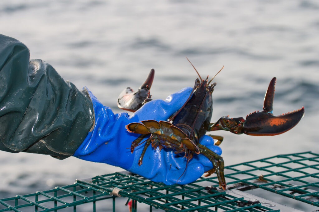 Warming Waters in the Gulf of Maine May Affect the Future of Lobsters