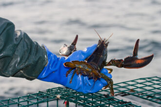 Researchers catch lobsters as part of long-term ecosystem survey in Maine. Credit: Gulf of Maine Research Institute (GMRI.org)