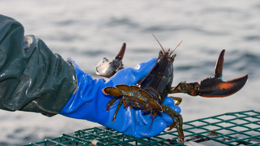 Researchers catch lobsters as part of long-term ecosystem survey in Maine. Credit: Gulf of Maine Research Institute (GMRI.org)